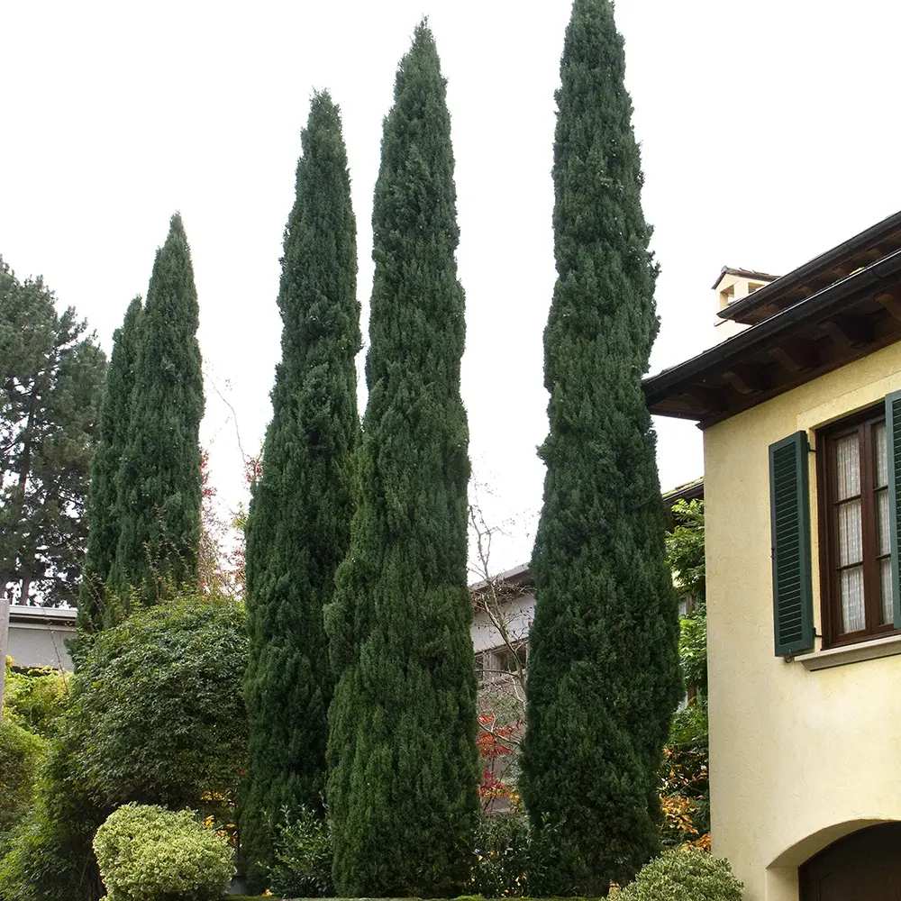 Chiparos Italian Bolgheri, conifer columnar mediteranean, vesnic verde, rezistent la seceta si frig moderat, potrivit pentru ghiveci, alee, poarta, decor mediteranean
