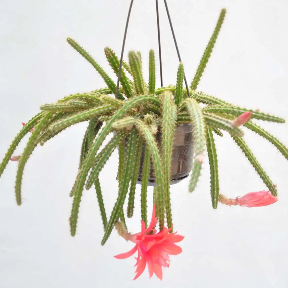Cactus Aporocactus Martianus, 20 cm, frumusete exotica cu tulpini curgatoare spectaculoase