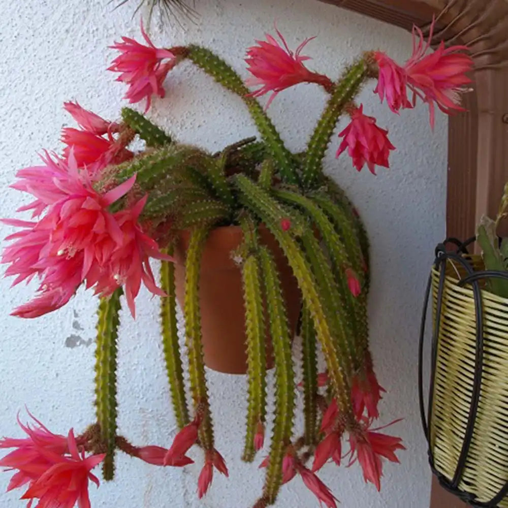Cactus Aporocactus Martianus, 20 cm, frumusete exotica cu tulpini curgatoare spectaculoase