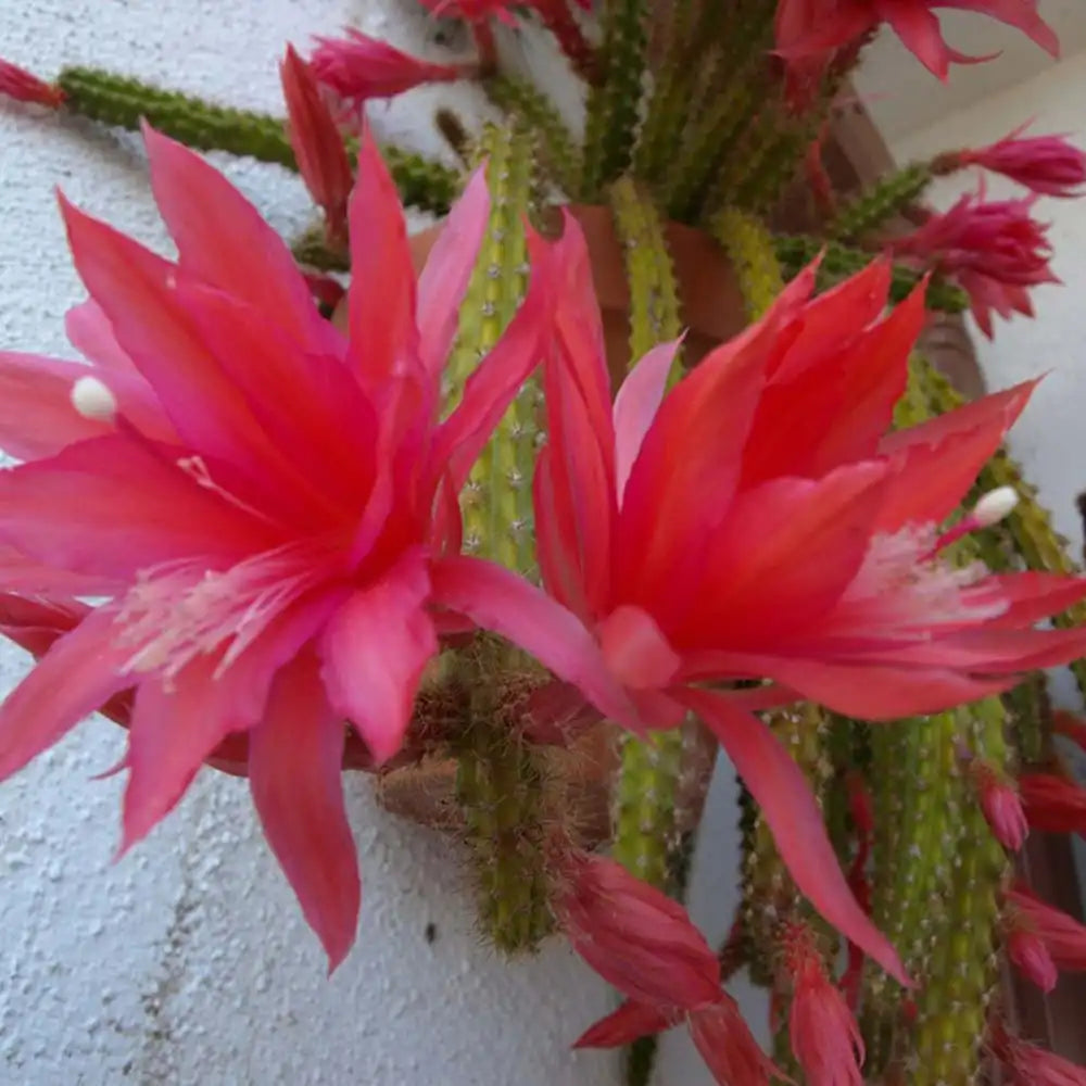 Cactus Aporocactus Martianus, 20 cm, frumusete exotica cu tulpini curgatoare spectaculoase