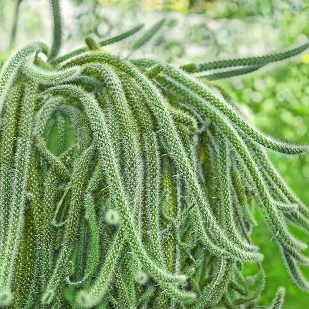 Cactus Aporocactus Martianus, 20 cm, frumusete exotica cu tulpini curgatoare spectaculoase