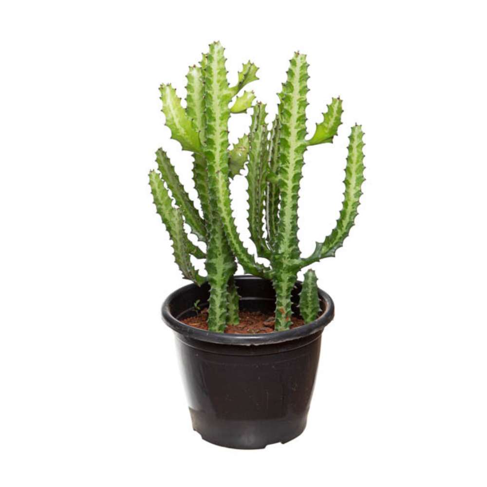 Cactusul Candelabru African Lactea, 50 cm, planta decorativa de interior exotica, crestere moderata