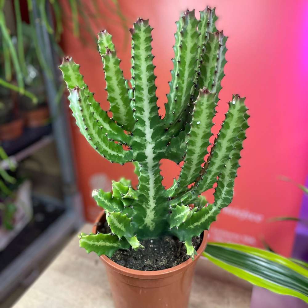 Cactusul Candelabru African Lactea, 50 cm, planta decorativa de interior exotica, crestere moderata