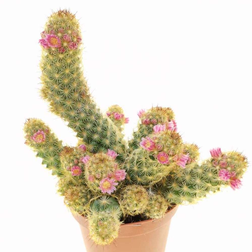 Cactus Mammilaria Elongata Gialla, 20 cm, planta decorativa de interior cu flori roz, ingrijire usoara