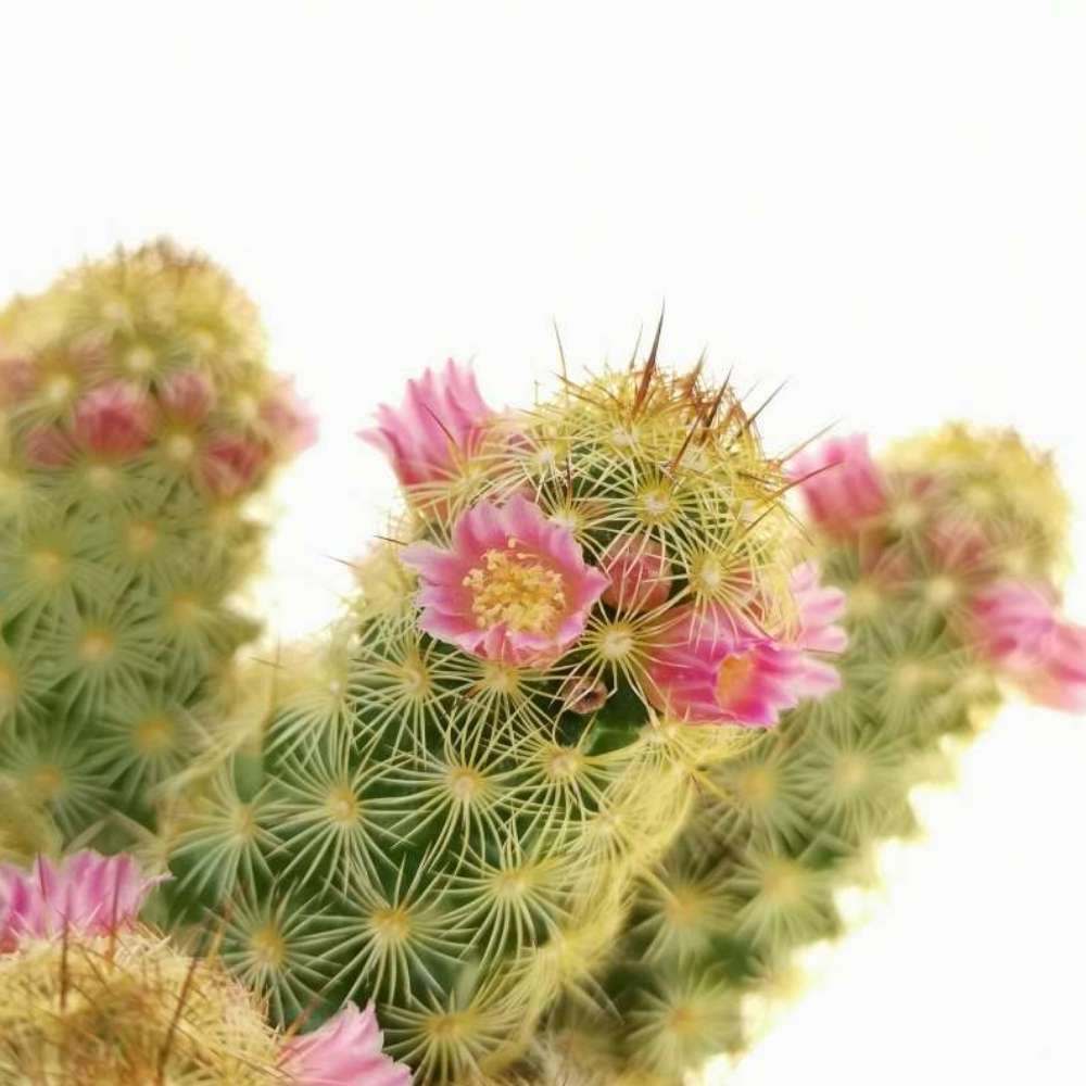 Cactus Mammilaria Elongata Gialla, 20 cm, planta decorativa de interior cu flori roz, ingrijire usoara