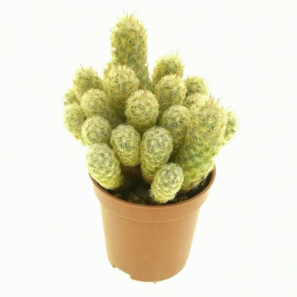 Cactus Mammilaria Elongata Gialla, 20 cm, planta decorativa de interior cu flori roz, ingrijire usoara