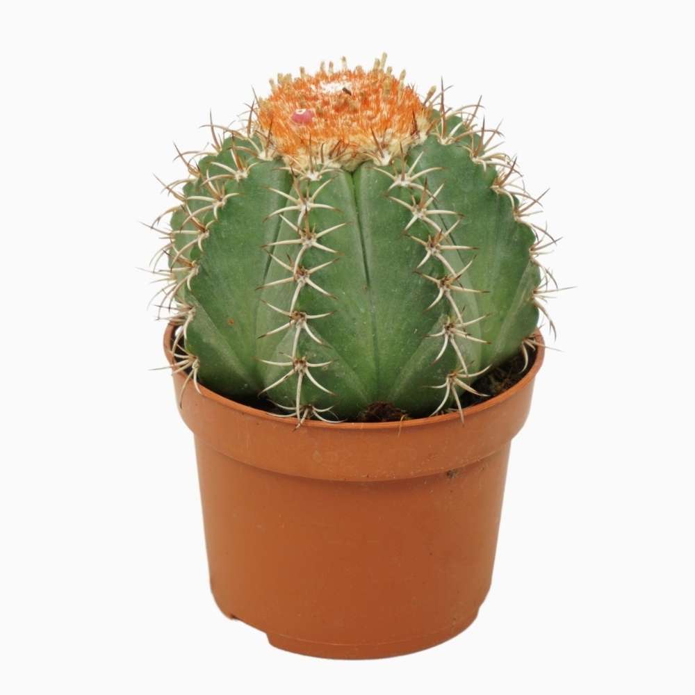 Cactus Melocactus, planta de interior exotica, decor spectaculos, ingrijire usoara