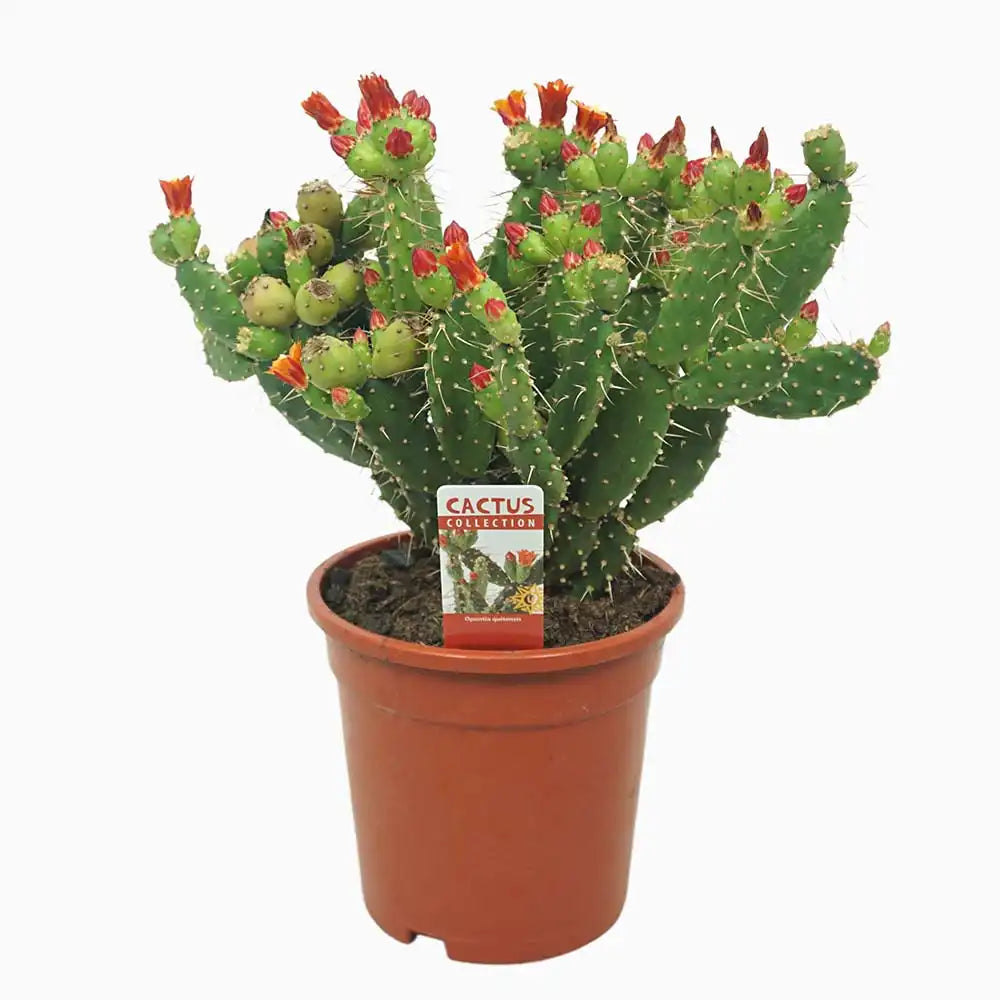 Cactus Opuntia Quitensis, 35 cm, frumusete exotica si rezistenta exceptionala