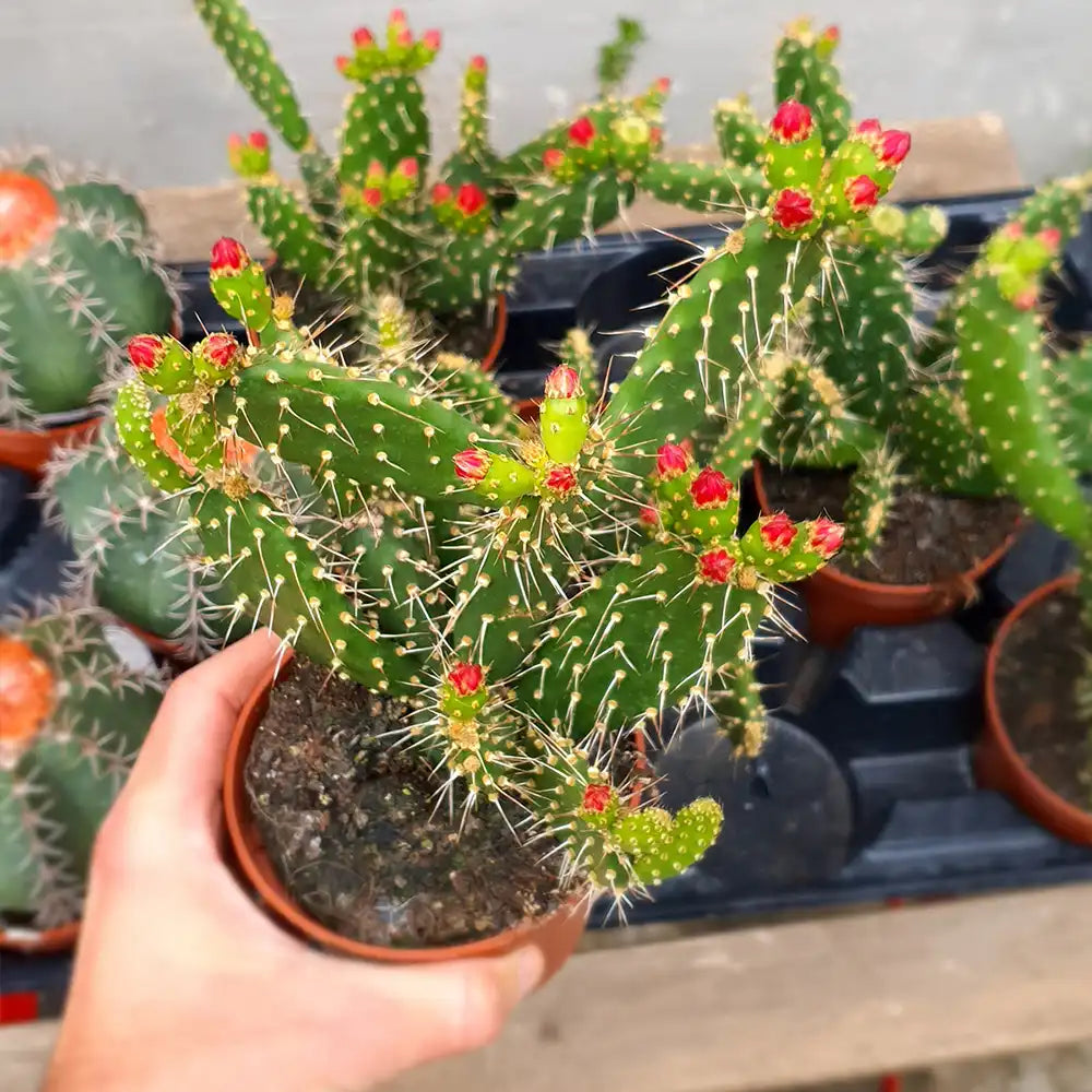 Cactus Opuntia Quitensis, 35 cm, frumusete exotica si rezistenta exceptionala