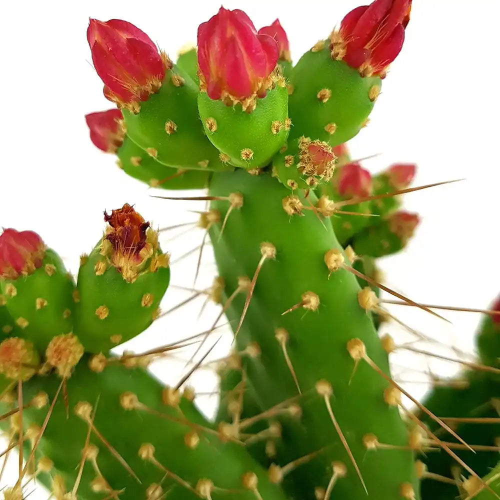 Cactus Opuntia Quitensis, 35 cm, frumusete exotica si rezistenta exceptionala