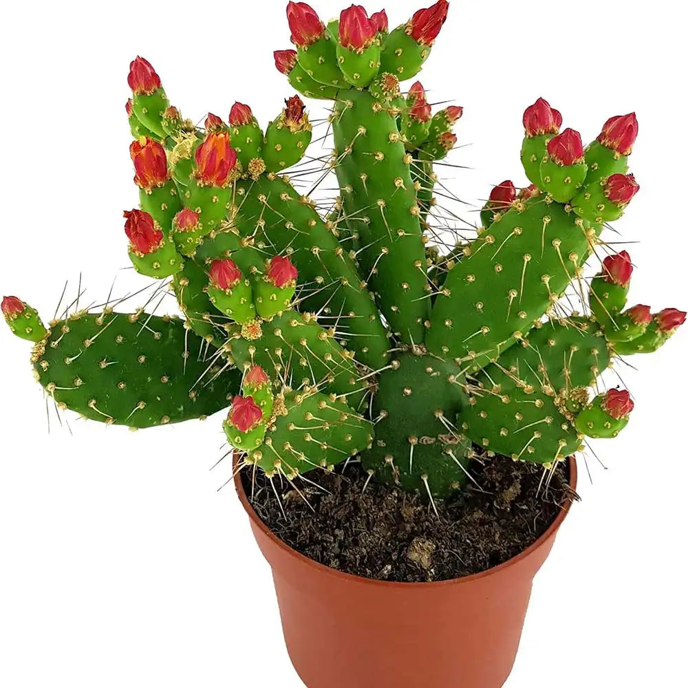 Cactus Opuntia Quitensis, 35 cm, frumusete exotica si rezistenta exceptionala