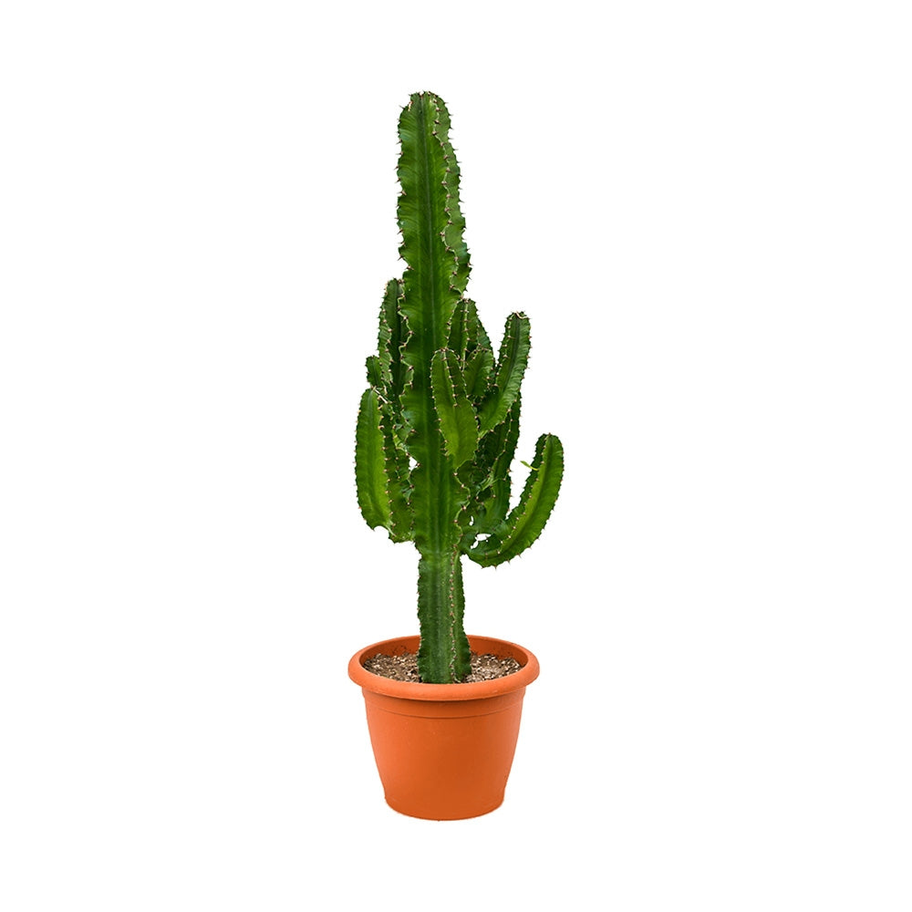 Cactus Candelabru African Erytrea, planta de interior suculenta cu forma arhitecturala, frunze verzi ramificate si intretinere usoara - 60 cm