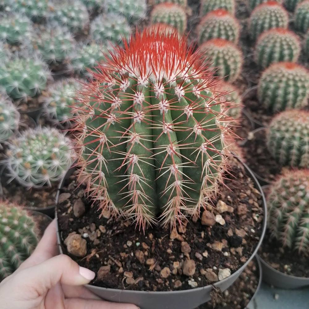 Cactus Melocactus Broadwayii, 25 cm