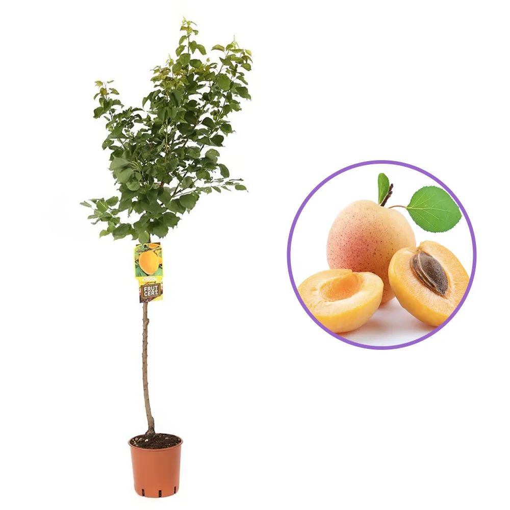 Cais (Prunus armeniaca), cu fructe dulci galbene, an 2 pe rod