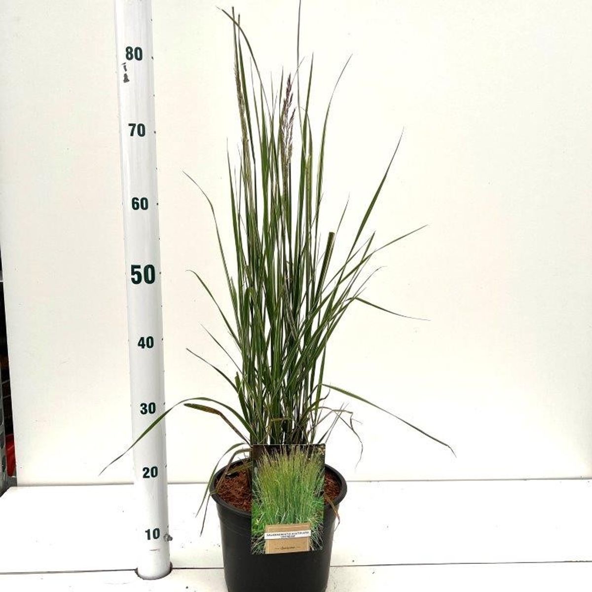 Iarba Ornamentala Karl Forster (Calamagrostis acutiflora), inflorescente bronz, eleganta si inalta, multiplu premiat