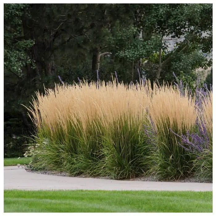 Iarba Ornamentala Karl Forster (Calamagrostis acutiflora), inflorescente bronz, eleganta si inalta, multiplu premiat
