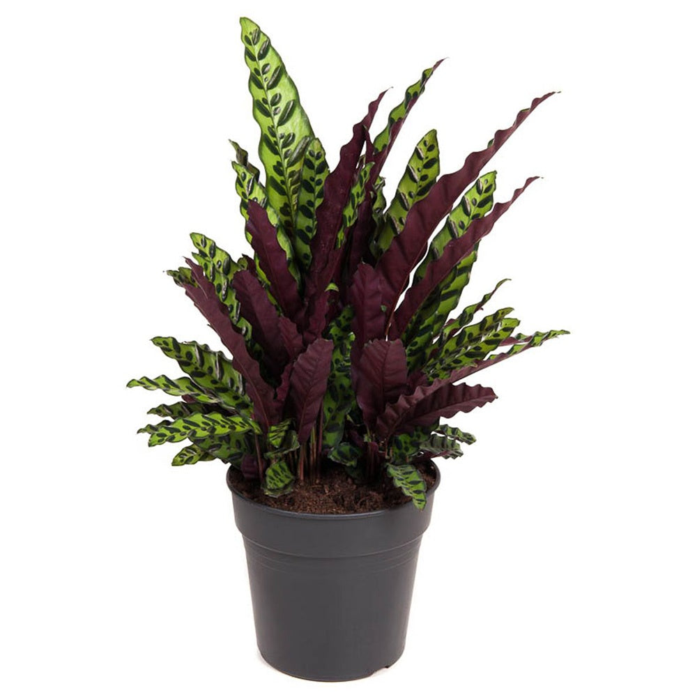 Planta Care Se Roaga, Calathea Insignis (Lancifolia), frunze ondulate cu model exotic, dos mov, un accent tropical perfect - 100 cm