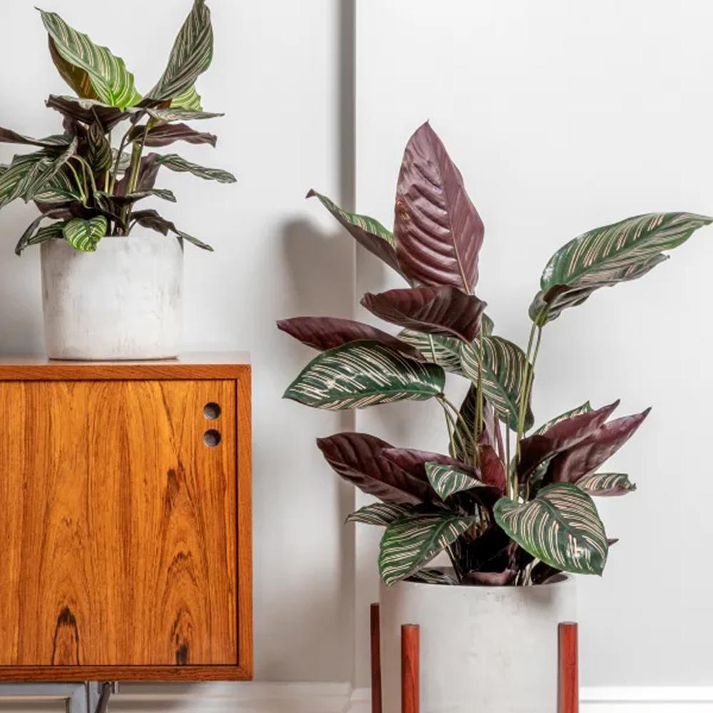 Planta Care Se Roaga (Calathea Ornata), 60 cm, planta de interior tropicala cu frunze verzi si dungi roz, dos mov