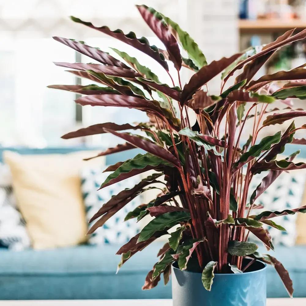 Planta Care Se Roaga, Calathea Rufibarba, 100 cm, cu frunze catifelate, de interior