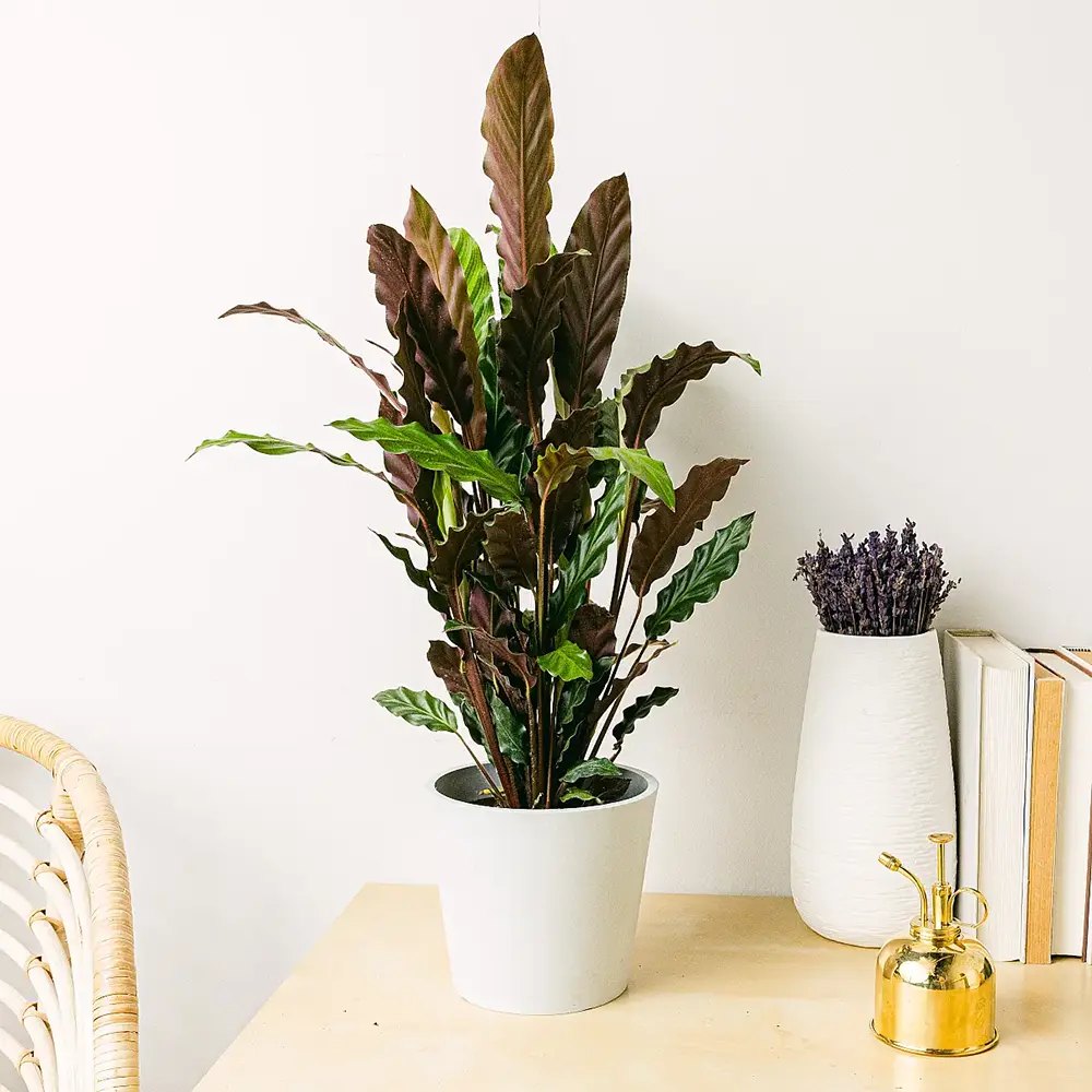 Planta Care Se Roaga, Calathea Rufibarba, 100 cm, cu frunze catifelate, de interior
