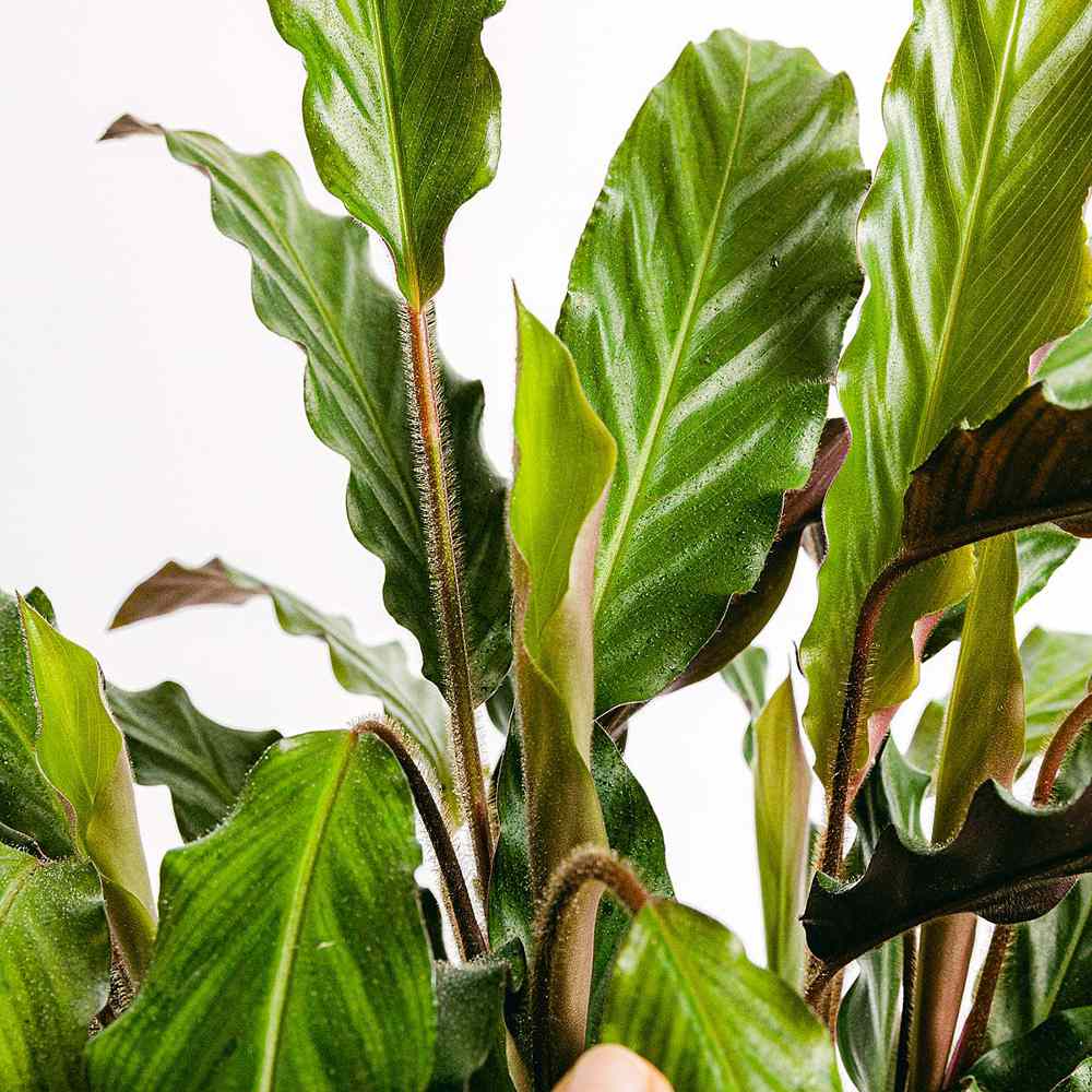 Planta Care Se Roaga, Calathea Rufibarba, 100 cm, cu frunze catifelate, de interior