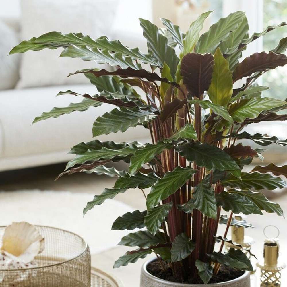 Planta Care Se Roaga, Calathea Rufibarba, 100 cm, cu frunze catifelate, de interior