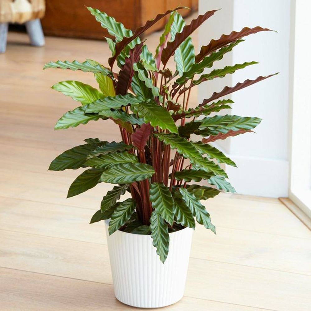 Planta Care Se Roaga, Calathea Rufibarba, 100 cm, cu frunze catifelate, de interior