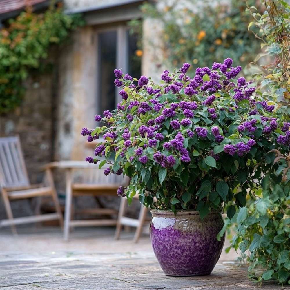 Callicarpa Bodinieri Profusion, Callicarpa Bodinieri Profusion arbust decorativ cu fructe violet-roz, rezistent la ger, crestere rapida