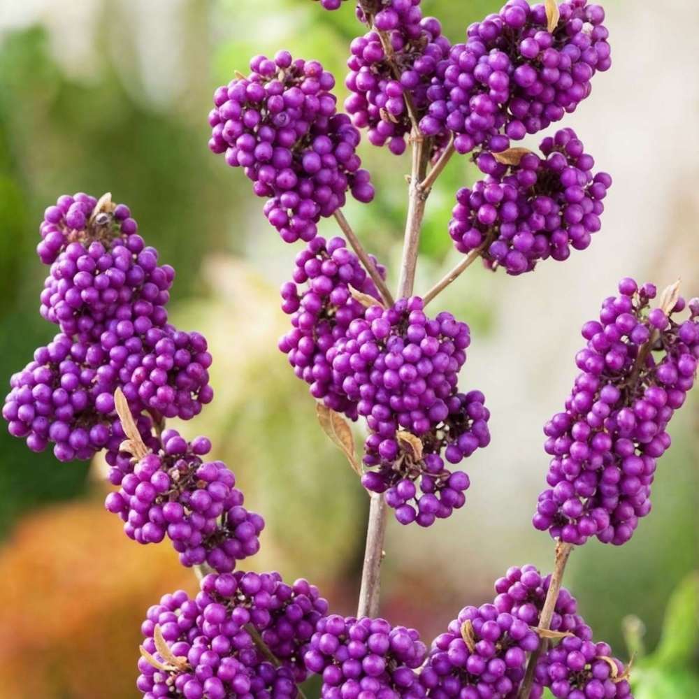 Callicarpa Bodinieri Profusion, Callicarpa Bodinieri Profusion arbust decorativ cu fructe violet-roz, rezistent la ger, crestere rapida