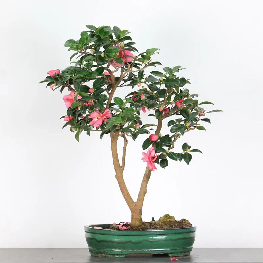 Aranjament Bonsai cu Trandafir Japonez Camellia Sasanqua Sylvia, vesnic verde cu flori roz-inchis si parfum intens