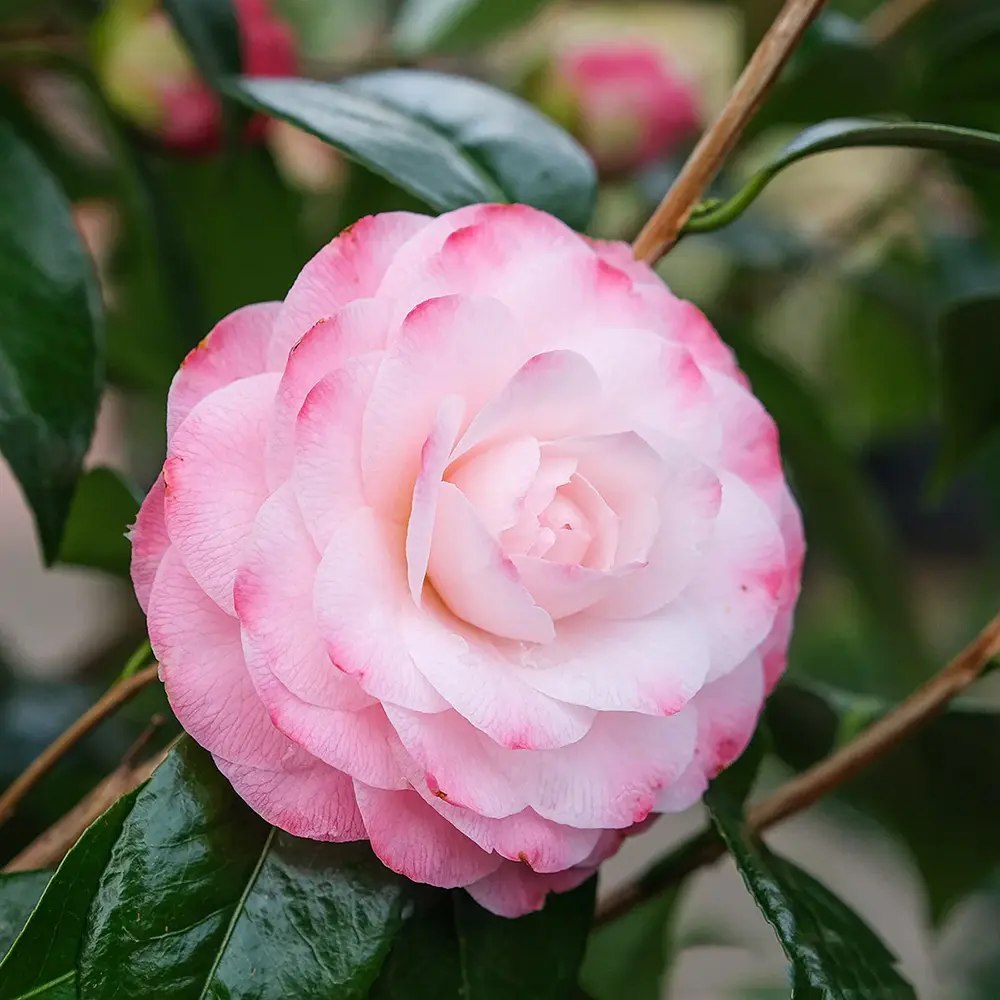 Trandafir Japonez Camellia Nuccio'S Pearl, cu flori roz duble, vesnic verde, inflorire primavara martie-aprilie