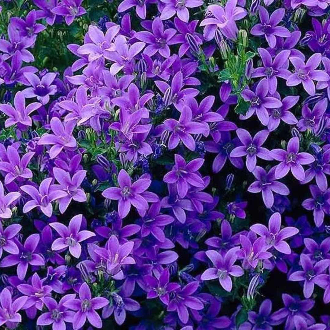 Clopotel purpuriu (Campanula) Intense Purple, planta perena cu flori mov-violet, inflorire lunga rezistenta frig