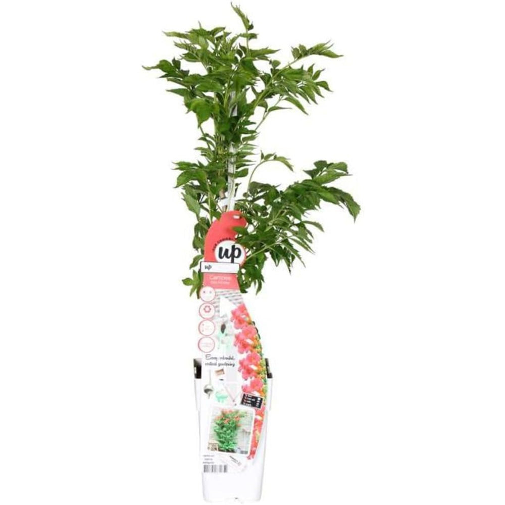 Trompeta Cataratoare (Campsis) Luleaua turcului Pink Panther, planta cataratoare cu flori roz, crestere rapida