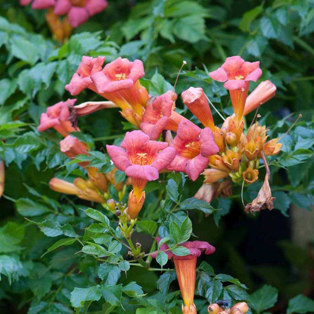 Trompeta Cataratoare (Campsis) Luleaua turcului Pink Panther, planta cataratoare cu flori roz, crestere rapida