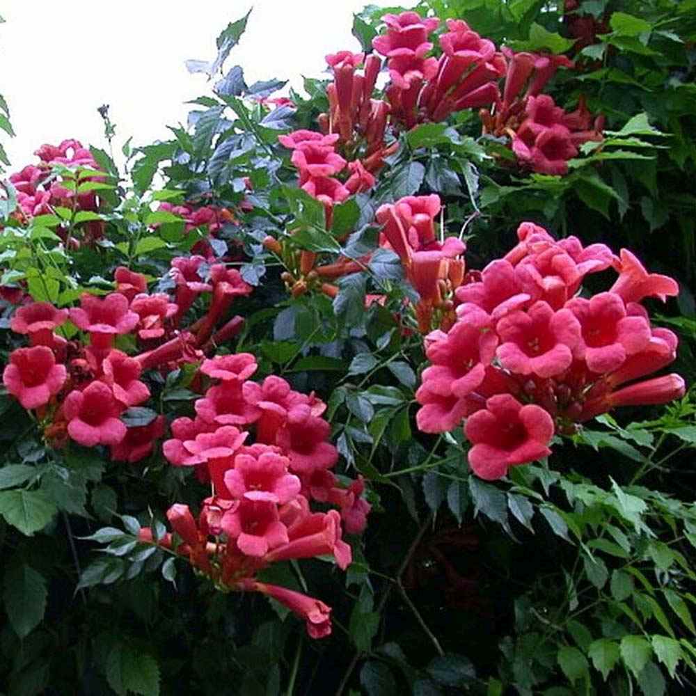 Trompeta Cataratoare (Campsis) Luleaua turcului Pink Panther, planta cataratoare cu flori roz, crestere rapida