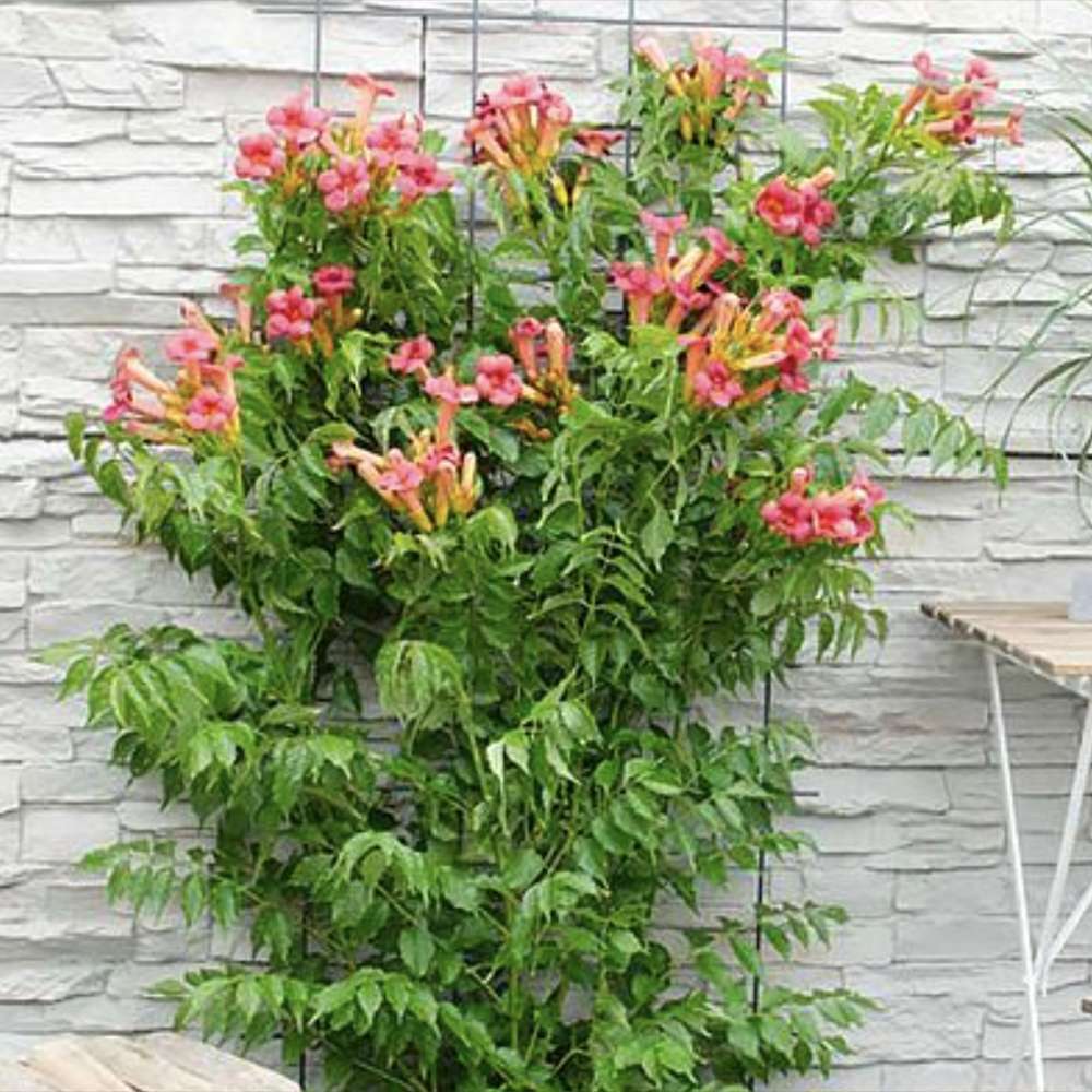 Trompeta Cataratoare (Campsis) Luleaua turcului Pink Panther, planta cataratoare cu flori roz, crestere rapida