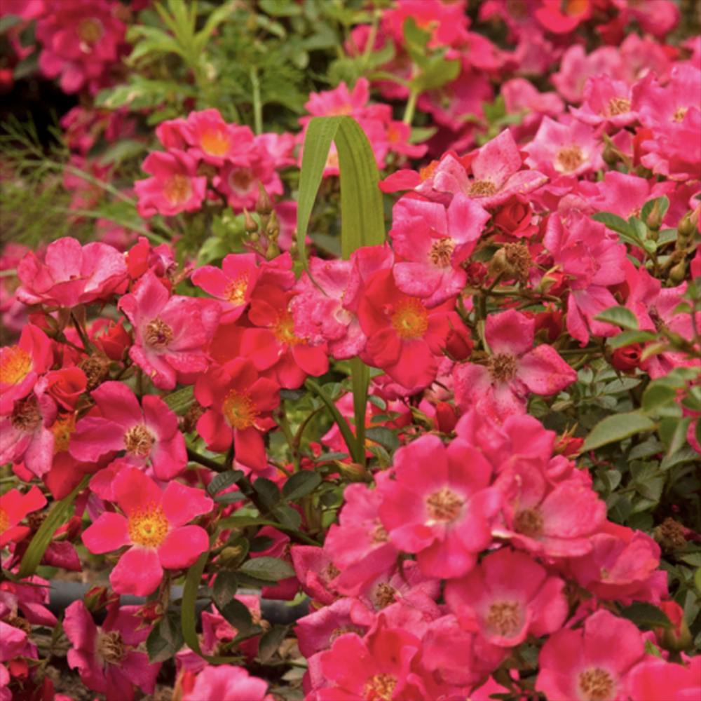 Trompeta Cataratoare (Campsis) Luleaua turcului Pink Panther, planta cataratoare cu flori roz, crestere rapida