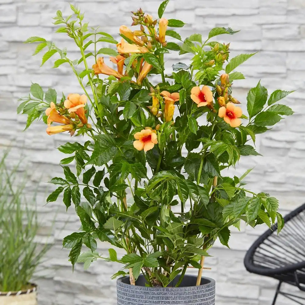 Trompeta Cataratoare (Campsis) Luleaua turcului Indian Summer, planta cataratoare cu portocaliu-aprins, crestere rapida