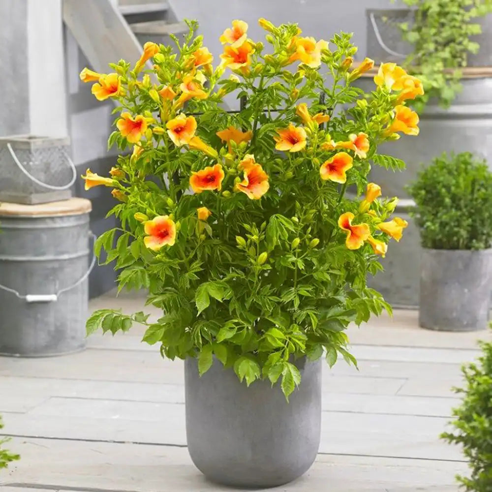 Trompeta Cataratoare (Campsis) Luleaua turcului Golden Trumpet, planta cataratoare cu flori galbene, crestere rapida