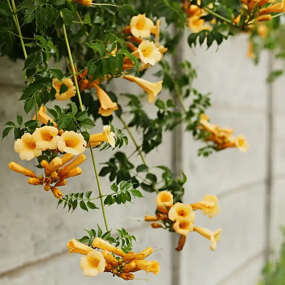 Trompeta Cataratoare (Campsis) Luleaua turcului Golden Trumpet, planta cataratoare cu flori galbene, crestere rapida