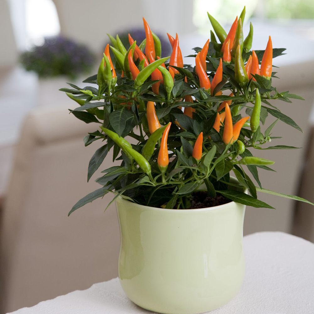 Ardei decorativ Capsicum annuum 'Santos Orange', fructe portocalii ornamentale, decor de vara si toamna