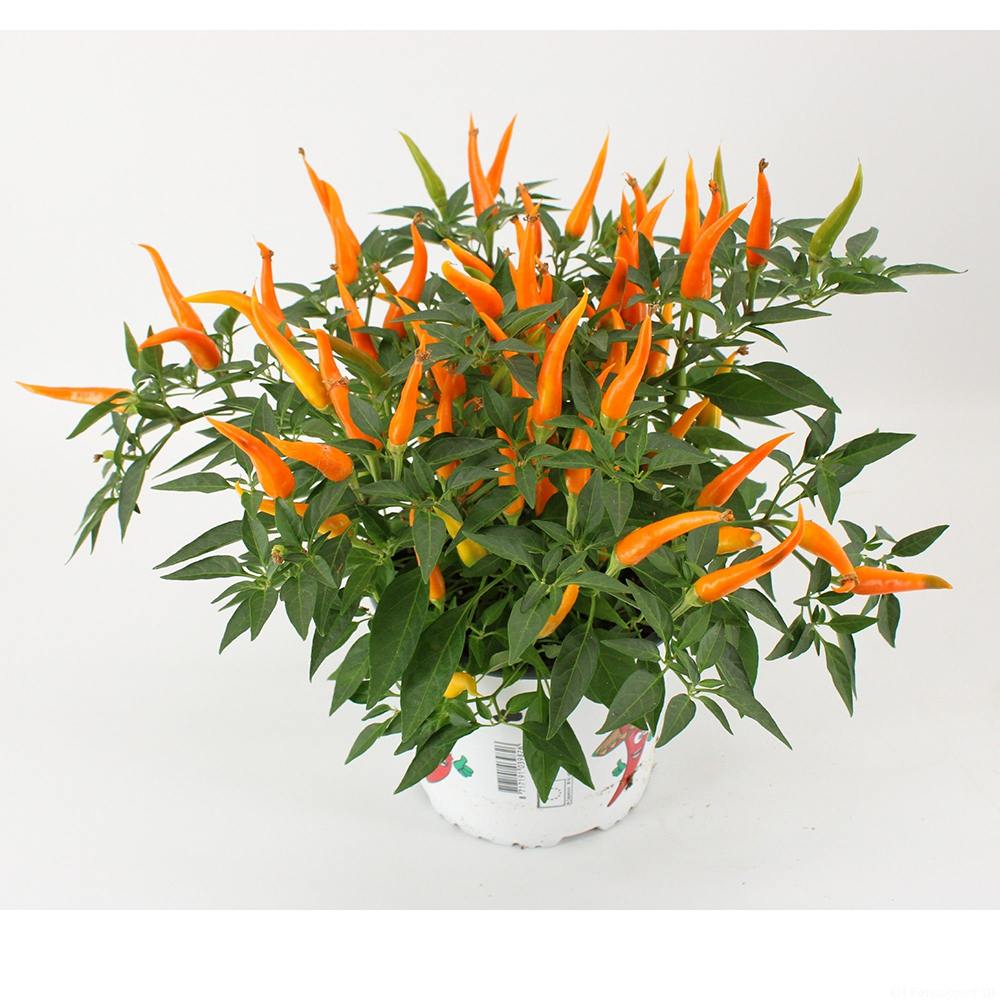 Ardei decorativ Capsicum annuum 'Santos Orange', fructe portocalii ornamentale, decor de vara si toamna