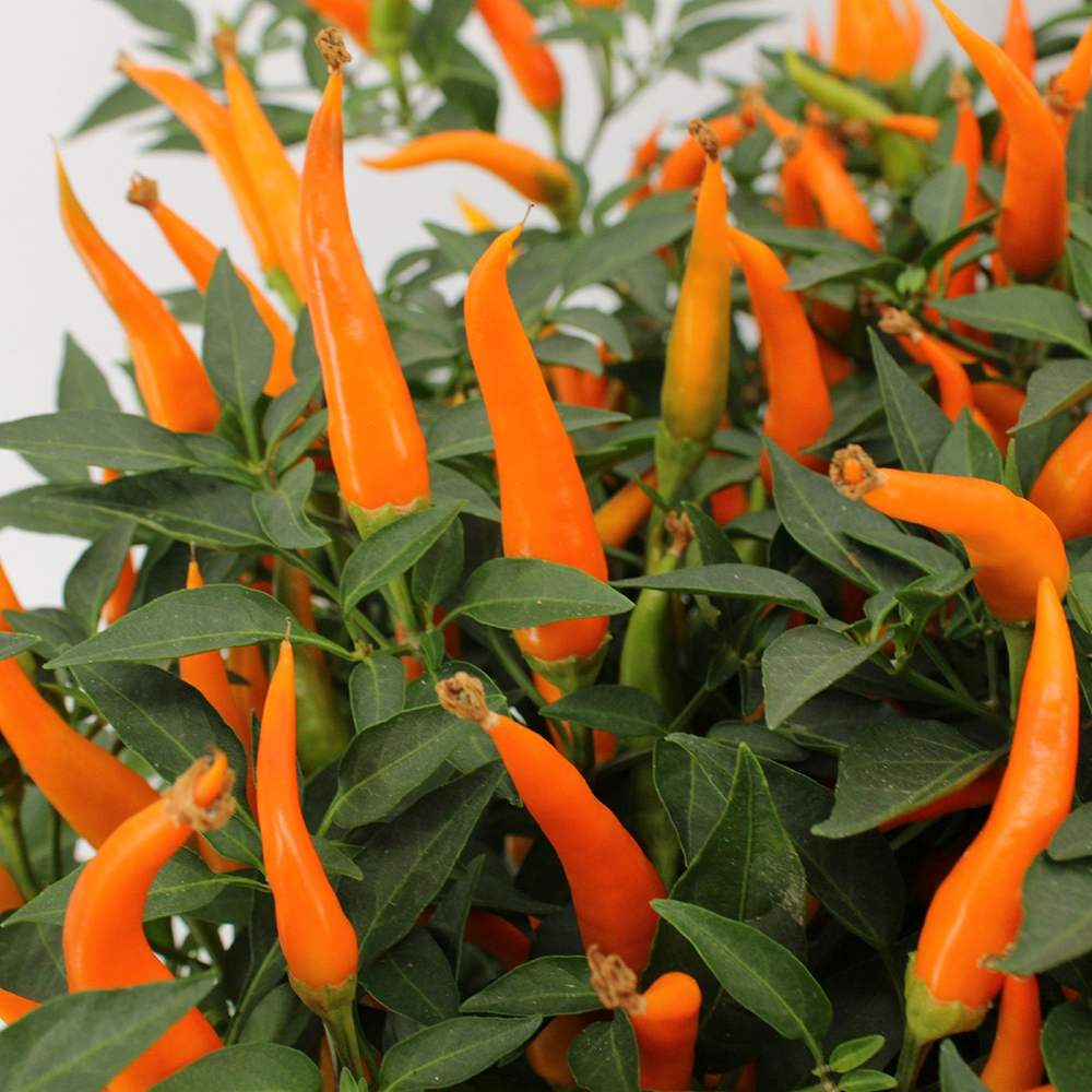 Ardei decorativ Capsicum annuum 'Santos Orange', fructe portocalii ornamentale, decor de vara si toamna