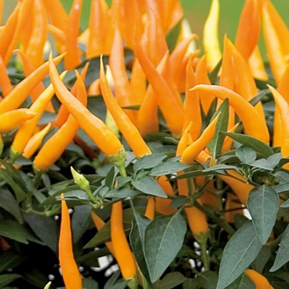 Ardei decorativ Capsicum annuum 'Santos Orange', fructe portocalii ornamentale, decor de vara si toamna