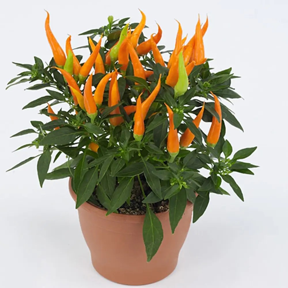 Ardei decorativ Capsicum annuum 'Santos Orange', fructe portocalii ornamentale, decor de vara si toamna