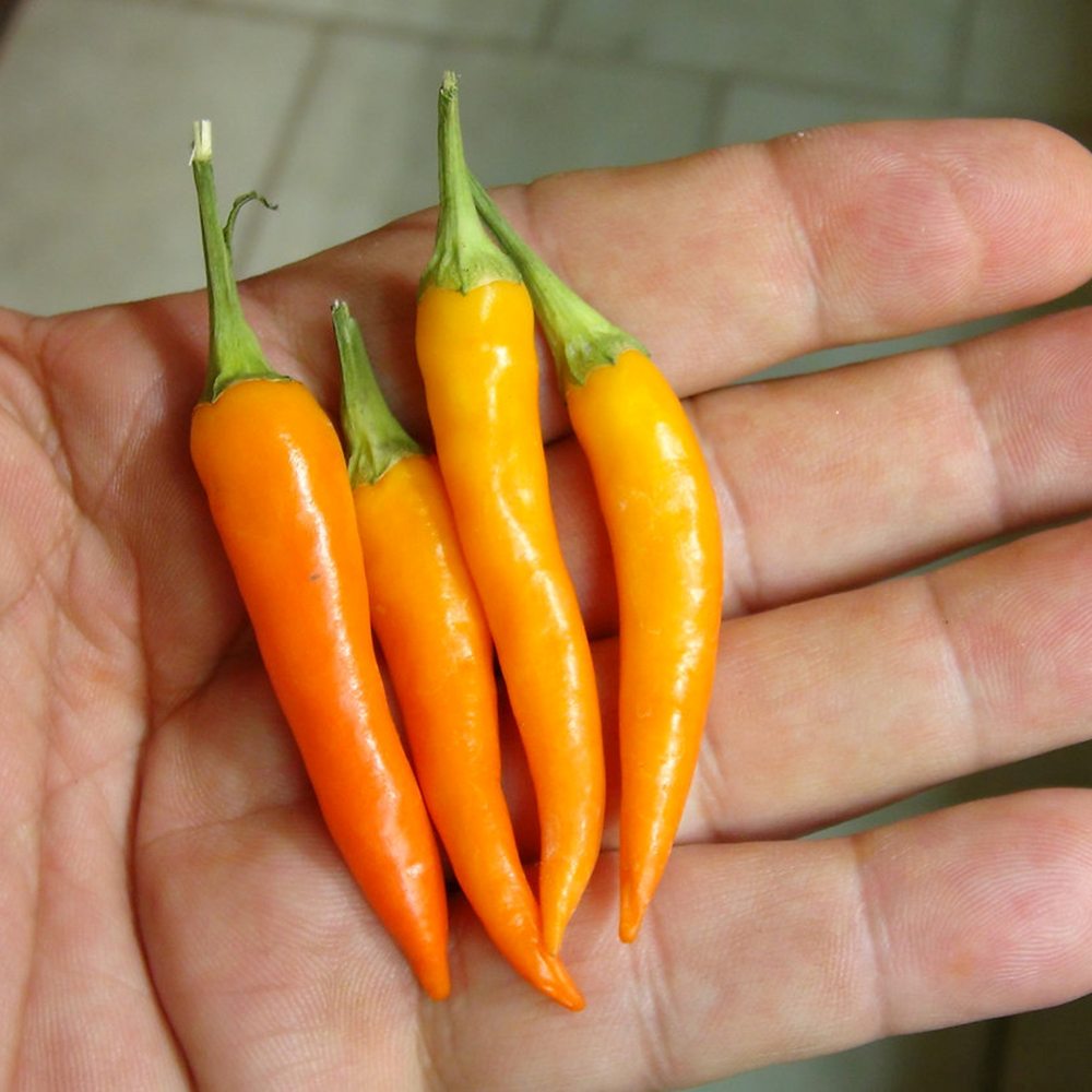 Ardei decorativ Capsicum annuum 'Santos Orange', fructe portocalii ornamentale, decor de vara si toamna