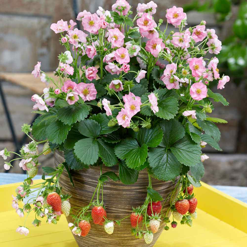 Capsuni curgatori Delizz compacti si remontanti (Fragaria Ananassa), ideali pentru jardiniere si ghivece an 1 pe rod