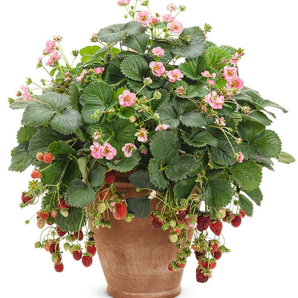 Capsuni curgatori Delizz compacti si remontanti (Fragaria Ananassa), ideali pentru jardiniere si ghivece an 1 pe rod