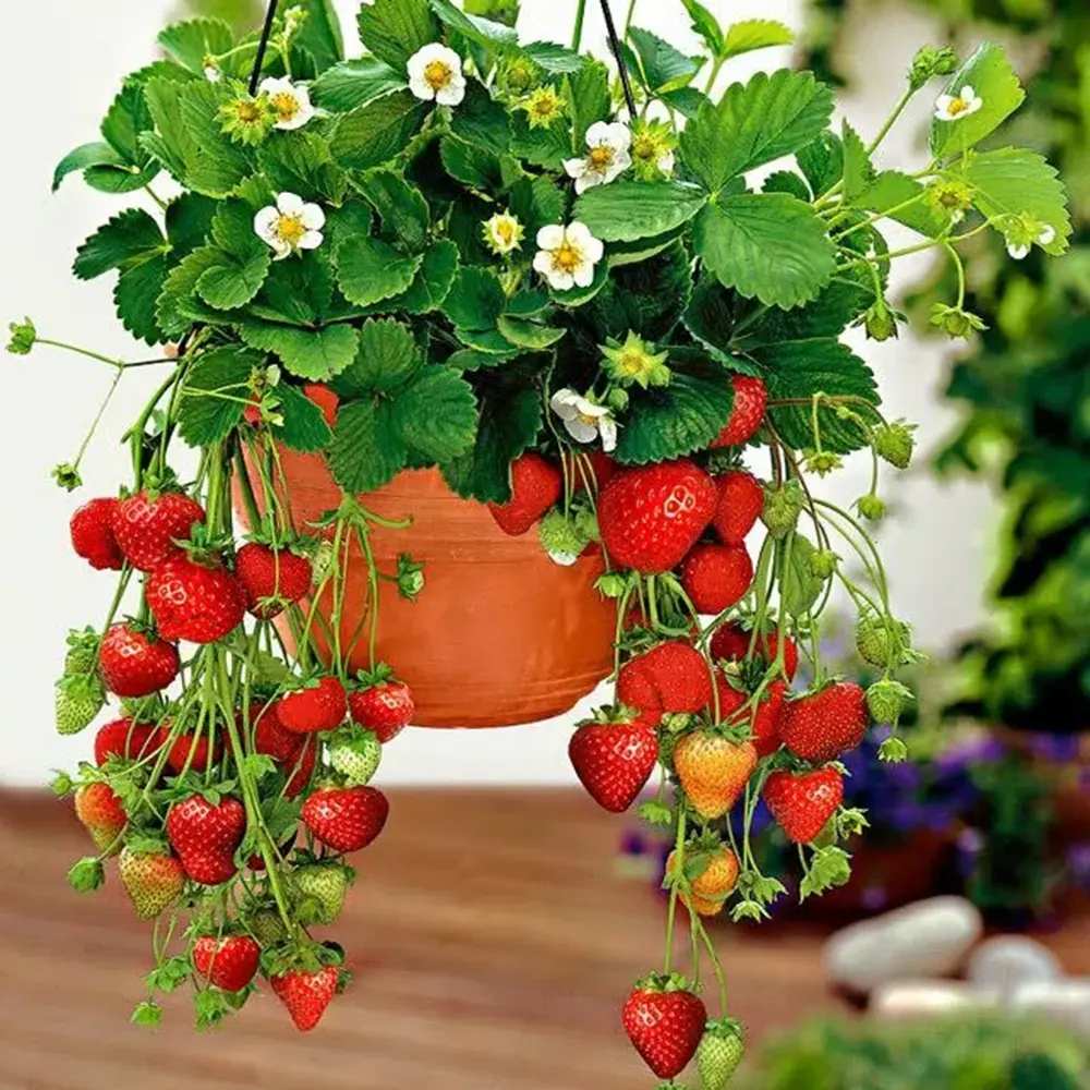 Capsuni curgatori Delizz compacti si remontanti (Fragaria Ananassa), ideali pentru jardiniere si ghivece an 1 pe rod