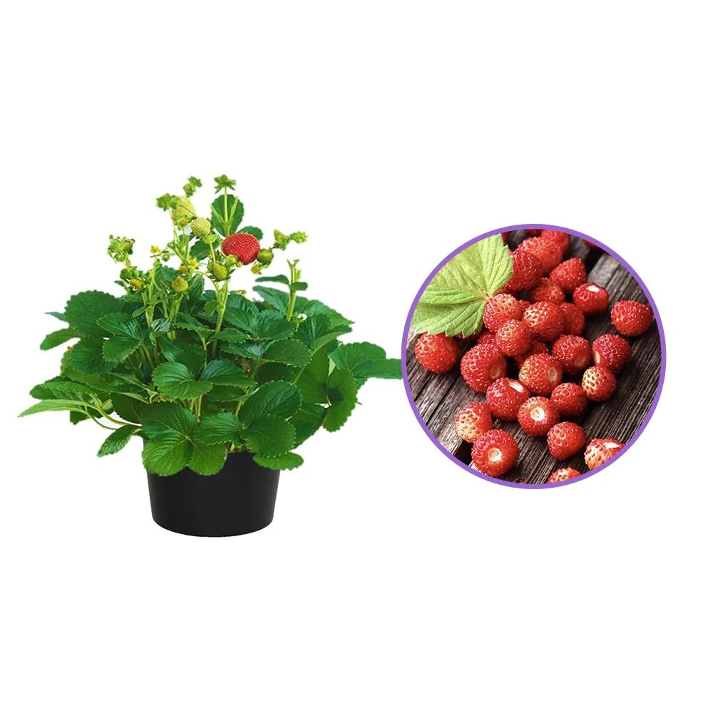 Capsuna de Padure (Fragaria vesca), cu fructe mici dulci, an 1 pe rod